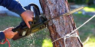 Best Pest Control for Lawns  in Delano, CA