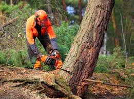 Best Aeration Services  in Delano, CA