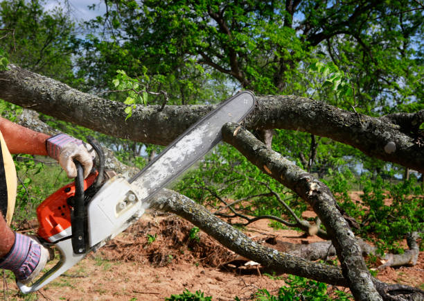 How Our Tree Care Process Works  in  Delano, CA